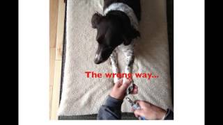 Dog Nail Clippers Video Training [upl. by Mulac453]