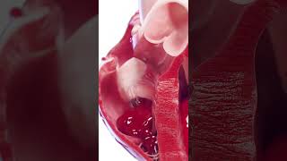 💓 Right Ventricle in Action Blood Flow Explained 💓 anatomy [upl. by Nnyltiac380]