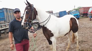 FEIRA DE CAVALOS EM CARUARUPE 09072024 nordeste [upl. by Claudelle]