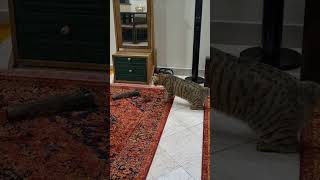 strange things for curious catsmost viral cat videoFunny cat youtube short Cat memegato [upl. by Holofernes709]