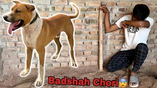 Bully Dog Badshah Chori Ho Gya [upl. by Aisatan35]