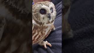 Tootsie in the clinic Northern Sawwhet Owl [upl. by Ewen]