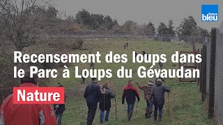 Opération de recensement des loups au Parc des Loups du Gévaudan [upl. by Fransen]