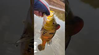 Tucunaré amarelo nao quero morrer fishing pesca pescaria [upl. by Shana374]