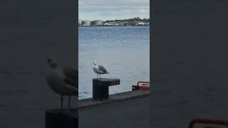 Seagull in Aalborg [upl. by Tallbot]