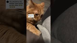 When a cat smells a special odor channel catvideos kitty cat funny [upl. by Ahsienot]