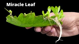 How to grow bryophyllum leaves in water  Pathor kuchi miracle leaf [upl. by Joyce62]