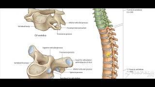 Typical Thoracic vertebrae 4 [upl. by Nosam]