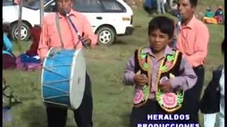 ENGREIDO DE CHURAP HLSCHISMOSA RONCADORAS DIAMANTES DE CHURAP  HUARAZ  ÁNCASH  PERÚ [upl. by Rika82]