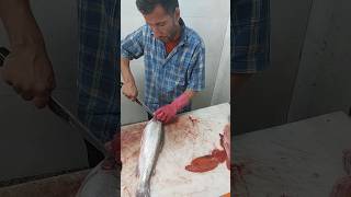 Filleting and bringing fish eggs fishcutting [upl. by Adohr]