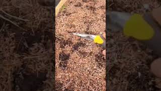 Preparing Garden Beds for Spring Planting Simple amp Easy  raisedbed garden viral gardening [upl. by Pippa787]