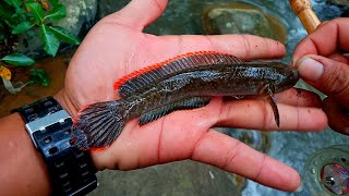 Nekad Najur Ikan Gabus Hias Channa Limbata Di Spot Angker Gak Nyangka Strike Ikan Panjang Berduri [upl. by Ynots974]