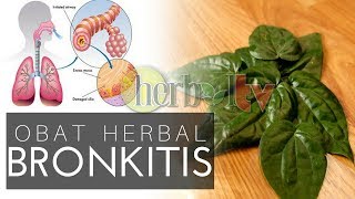 Manfaat Daun Sirih Untuk Obat Bronkitis Herbal  Treatment of Herbal Bronchitis [upl. by Primaveria]