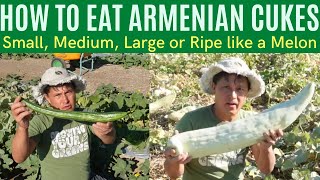 How to Harvest amp Eat Small Medium and Large Armenian Cucumbers [upl. by Amedeo250]