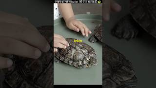 कछुए की खोल bullet को रोक सकता हैं।😲😲 A turtles shell can stop a bullet  facts shorts [upl. by Midian]