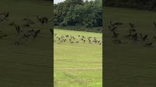 Eating a new reseed 🤬 geese candageese workingdog sheepdog collie farming farmlife devon [upl. by Schou535]