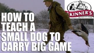 Gundog training tips  How to get your small dog to carry big game [upl. by Brownley445]