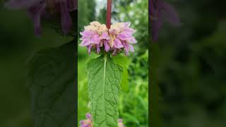 🏡🌿🌺Phlomis tuberosa Bronze Flamingo flowers garden nature [upl. by Esital]