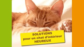 Solutions pour chat dintérieur heureux [upl. by Dias]