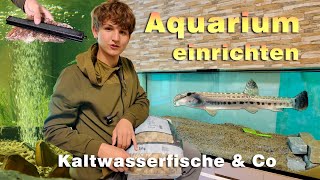 Aquarium einrichten  Einheimische Fische für das Kaltwasseraquarium  was zu beachten ist [upl. by Ahsoem]