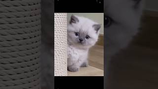 Cute Kittens 💝😻cat cute kitten [upl. by Annayr]