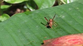 Red Wasp selyan1980 [upl. by Oreste19]