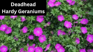 How To Deadhead Hardy Cranesbill Geranium for More Flowers [upl. by Yellhsa]