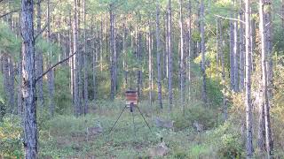 Georgia Deer Hunting None harvested  three does 3 yearlings and a spike [upl. by Einafats]