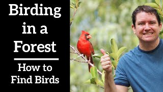 Birding in a Forest  How to Find Birds [upl. by Buskus]