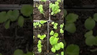 Maverick Geraniums are growing fantastic from seed in the house [upl. by Anolahs283]