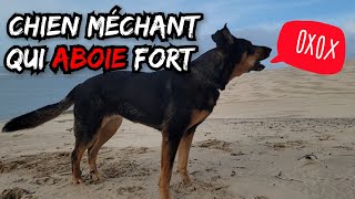 CHIEN MECHANT QUI ABOIE FORT  TRÈS MECHANT [upl. by Stillmann276]