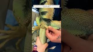 reptiles werescueanimal animals animalrescue voicelessanimals iguana animalrescueteam lizard [upl. by Francoise316]