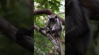 Red Colobus Monkey Zanzibar [upl. by Buchbinder]