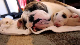 Bulldog Puppy sleeping on Momma [upl. by Ronnholm817]