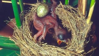 Common Cuckoo chick ejects eggs of Reed Warbler out of the nestDavid Attenboroughs opinion [upl. by Nerac]