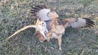 Owl attacked by hawk [upl. by Yemiaj]