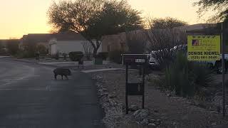 Javelinas crossing the road [upl. by Latoyia]