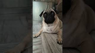 💓💓 song pug puglovers cute [upl. by Benton]