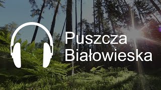 Przerwa na las  Puszcza Białowieska [upl. by Omiseno]