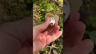 Russula sp mushroom [upl. by Uke]