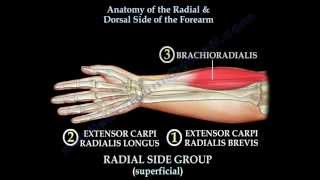 Anatomy Of The Radial amp Dorsal Forearm Part 2  Everything You Need To Know  Dr Nabil Ebraheim [upl. by Strawn49]