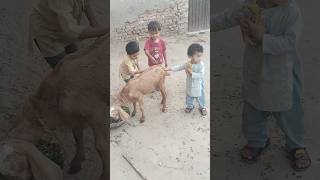 Kids playing with goat shorts goats subezan ytshorts animallover shortsfeed comedy cute yt [upl. by Nira292]