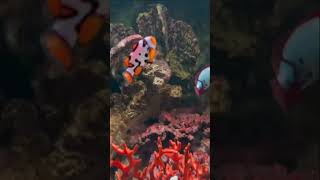 The Most Stunning Clownfish Tank Youll Ever See clownfish nemofish saltwaterfish [upl. by Asilanna]