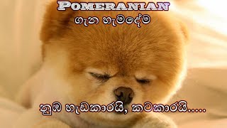 Everything About Pomeranian Sinhala  Pomeranian ගැන හැමදේම [upl. by Elades]