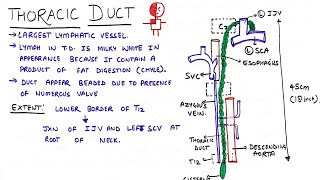 THORACIC DUCT ANATOMY  course  tributaries and applied  THORAX ANATOMY  MBBS  FIRST YEAR [upl. by Jacoby]