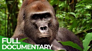 Wild Congo  Part 2 King Kongs Lair  Free Documentary Nature [upl. by Manthei878]