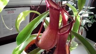 PLANTA CARNIVORA NEPENTHES VENTRATACuidados caseros 1ª parte [upl. by Asilrak432]