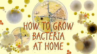 CAN WE GROW BACTERIA AT HOME 🧫🦠🦠🦠🧫 [upl. by Disini]