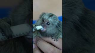 Little Man Drinking Milk petmonkey cutepets monkeylove [upl. by Eisinger]