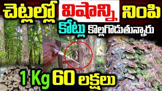 Agarwood Cultivation in India  Unknown Facts About AGARWOOD FARMING  Telugu Ammayi [upl. by Cotter160]